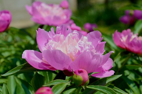 peony 4214149 - 1920