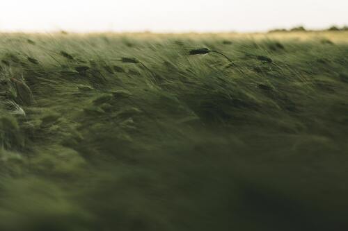 pexels stanislav kondratiev 2909065